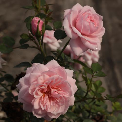 Gärtnerei - Rosa Blush Parade® - rosa - zwergrosen - diskret duftend - Olesen, Pernille & Mogens N. - Als Randdekoration geeignet, wirkt auch auf Terassen in Kübeln hübsch Blüht üppig und gruppenweise. Für alle, die Pastellfarben mögen.